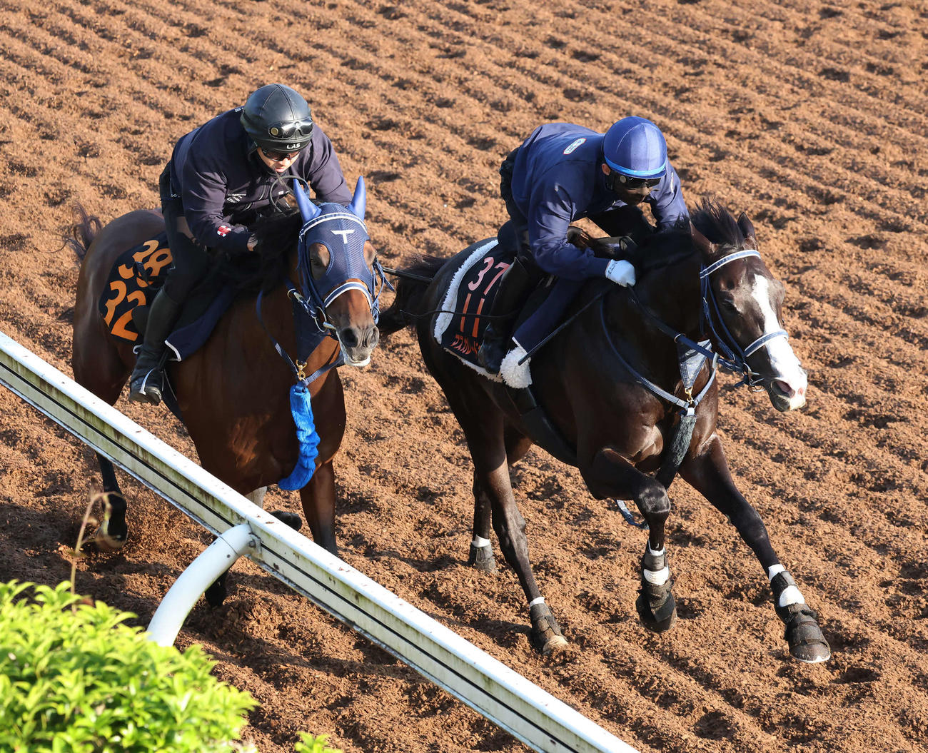 マスカレードボール（右）は嶋田騎手を背に美浦坂路でレッドベルダンスと併せて追い切られた（撮影・丹羽敏通）