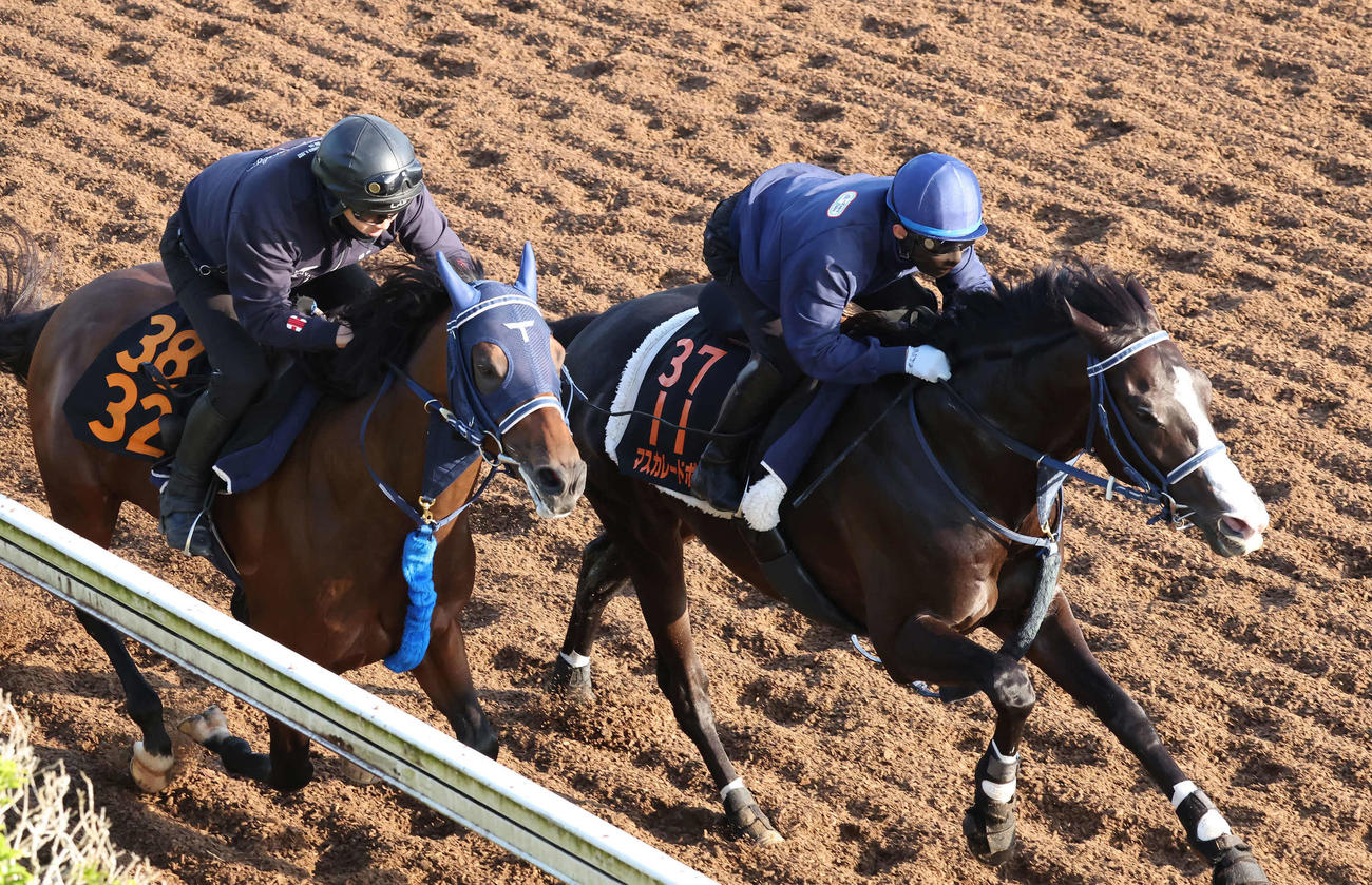マスカレードボール（右）は嶋田騎手を背に美浦坂路でレッドベルダンスと併せて追い切られた（撮影・丹羽敏通）