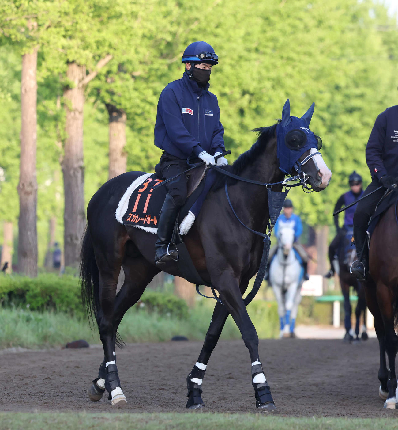 嶋田騎手を背に乗り運動で調整するマスカレードボール（撮影・丹羽敏通）
