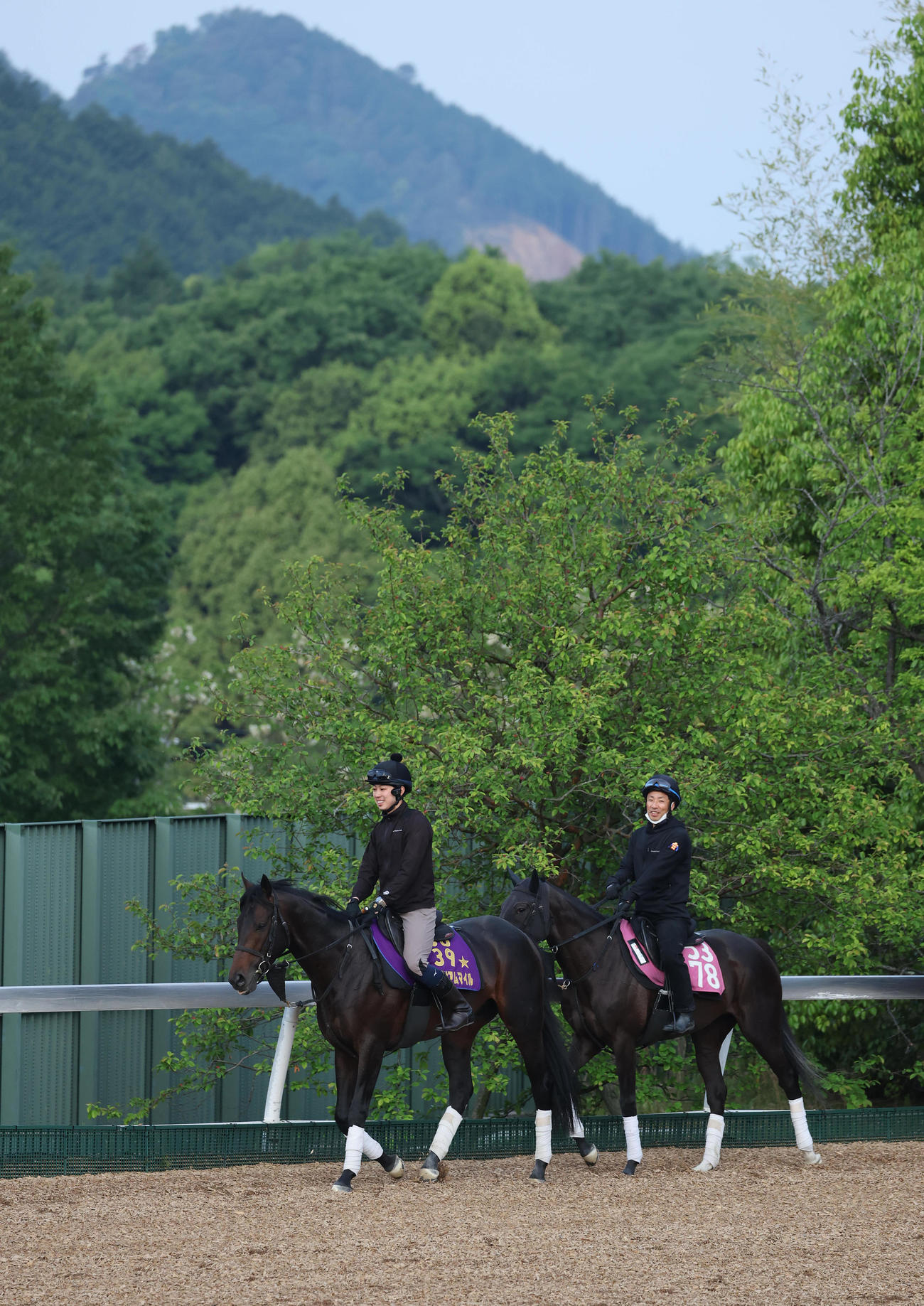 角馬場で運動するミュージアムマイル（撮影・白石智彦）