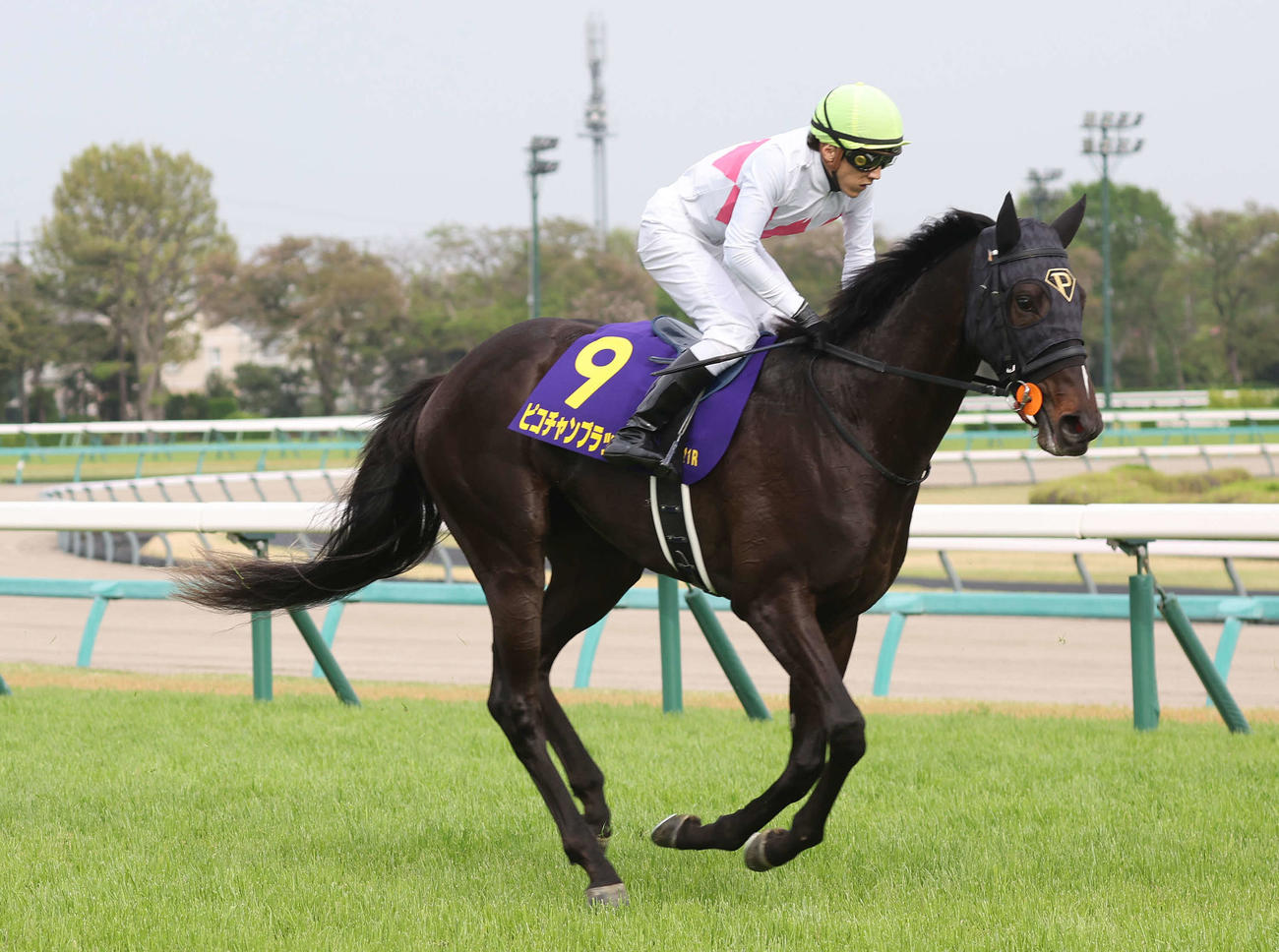 皐月賞18着に敗れたピコチャンブラック
