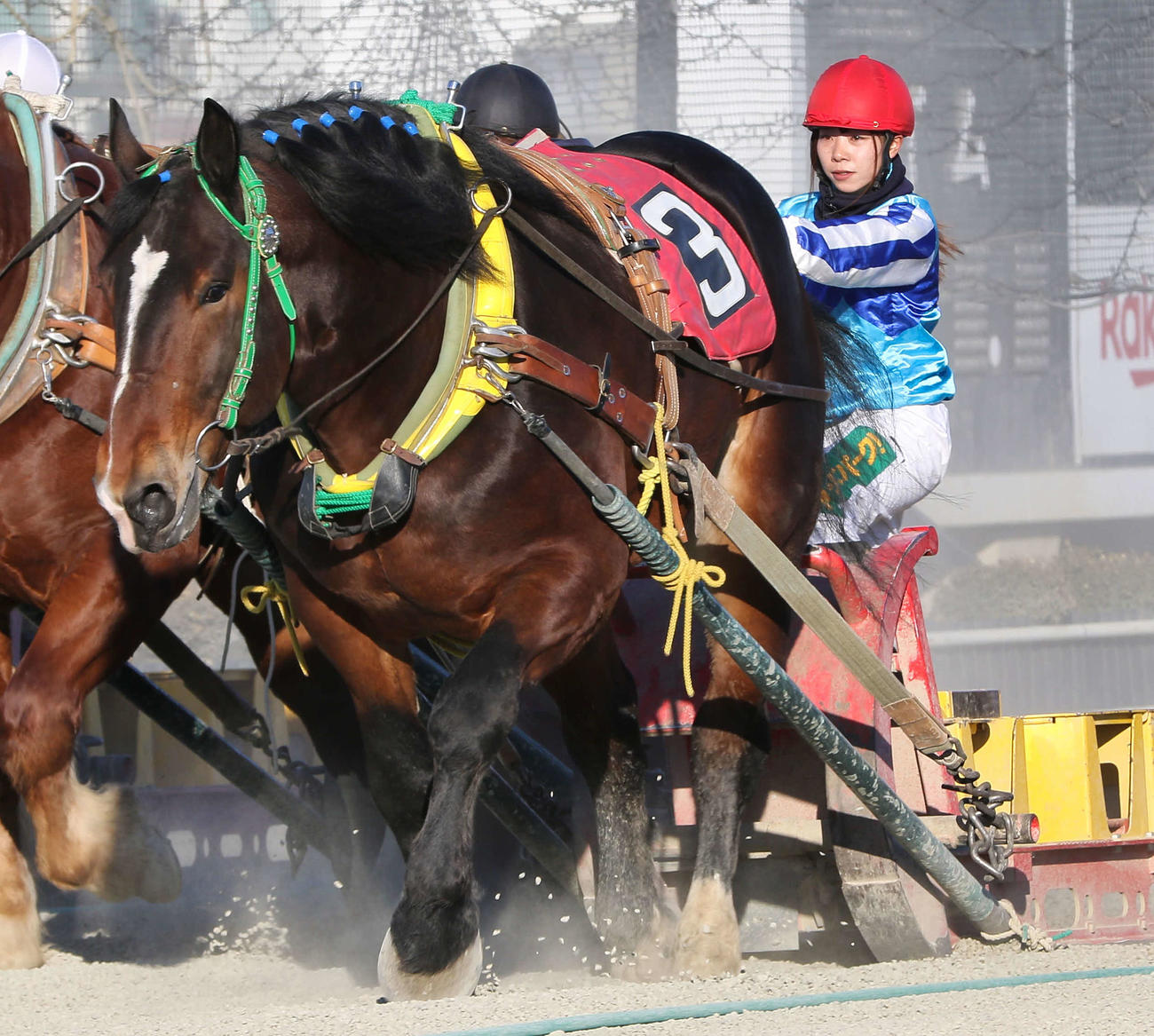 ばんえい競馬（ばんえい十勝提供）