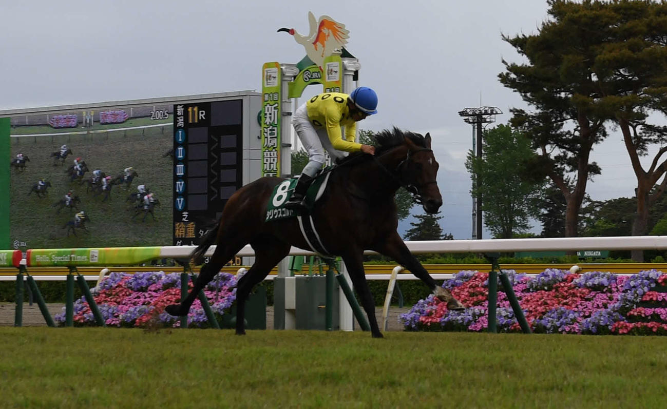 新潟大賞典を逃げ切ったシリウスコルトと古川騎手（撮影・深田雄智）