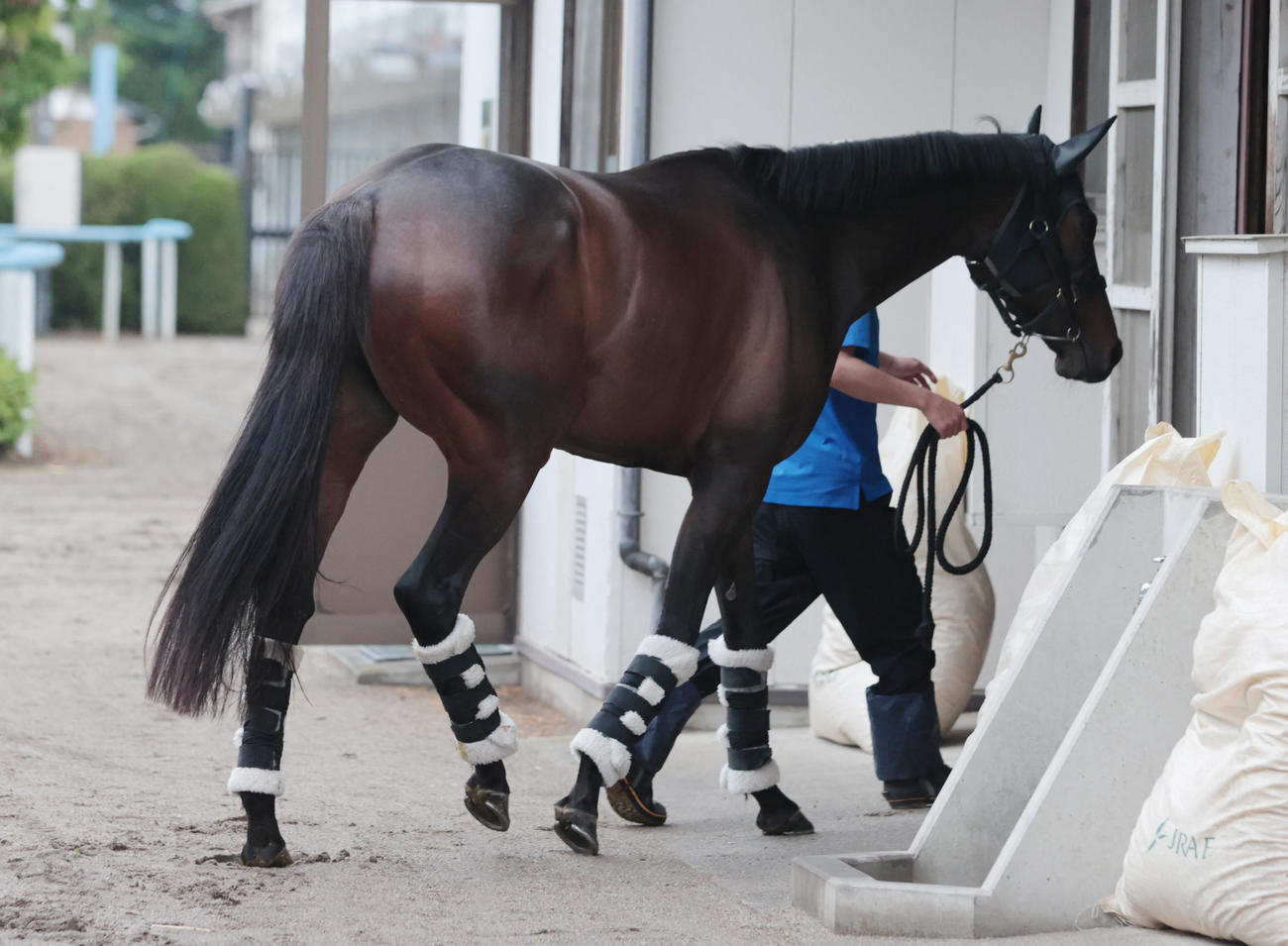 東京競馬場に到着したアルジーヌ（撮影・柴田隆二）