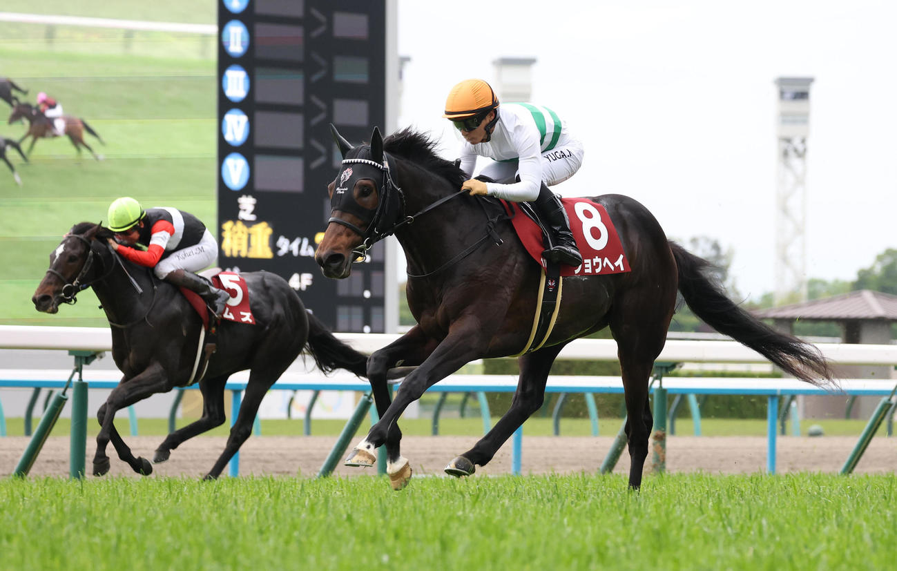 10日、直線抜け出して京都新聞杯を制したショウヘイ。左は2着のエムズ