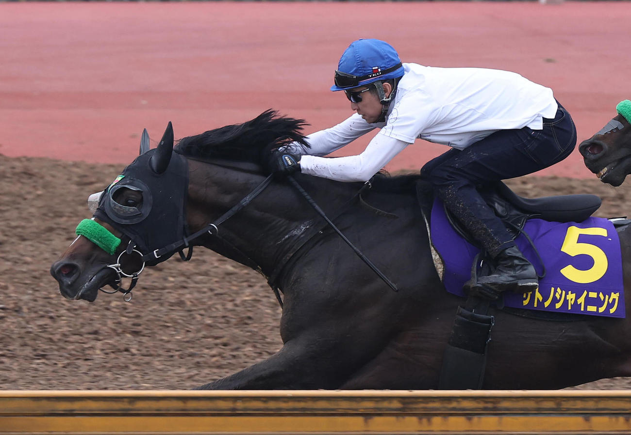 武豊騎手を背にCウッドを追い切るサトノシャイニング（撮影・白石智彦）