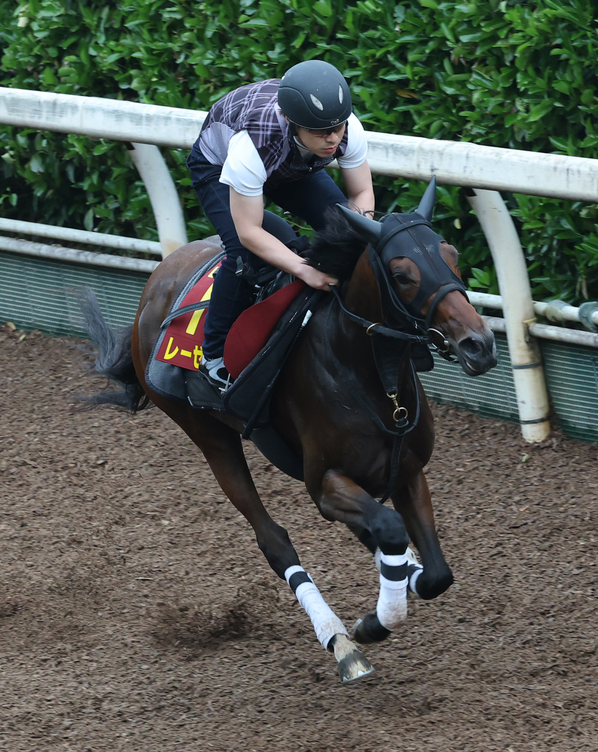 坂路で追い切るレーゼドラマ