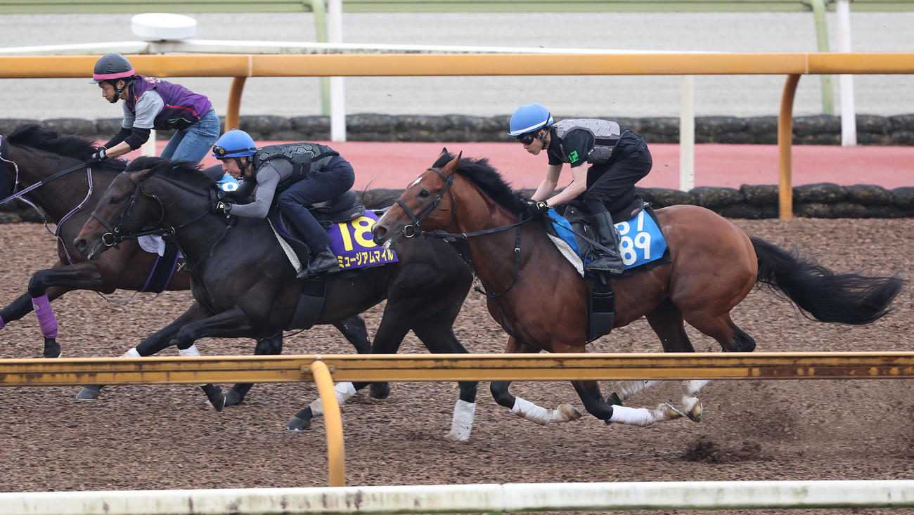 レーン騎手を背にCウッドをカズプレスト（右）と併せ馬で追い切るミュージアムマイル（撮影・白石智彦）