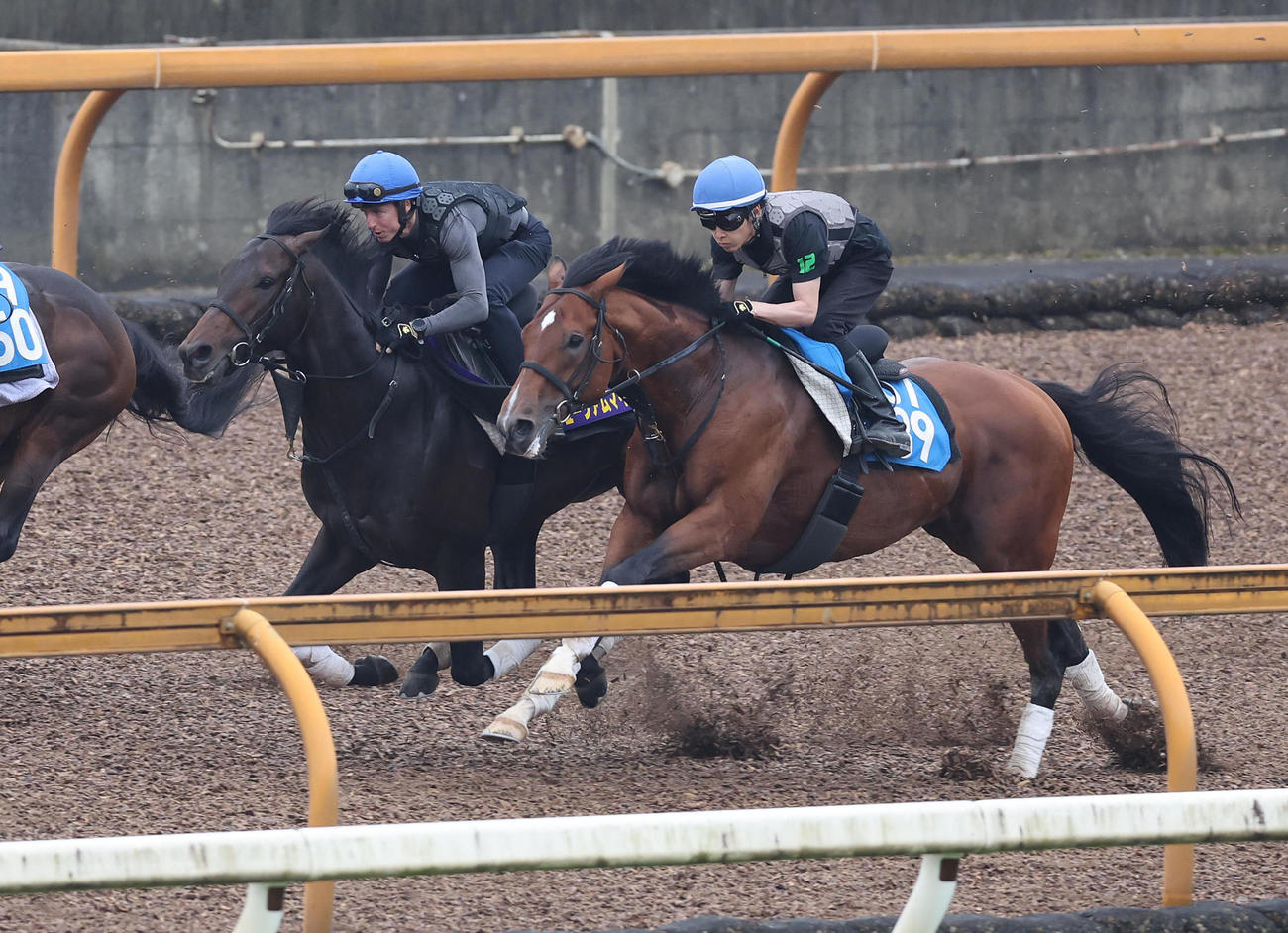レーン騎手を背にCウッドをカズプレスト（右）と併せ馬で追い切るミュージアムマイル（撮影・白石智彦）