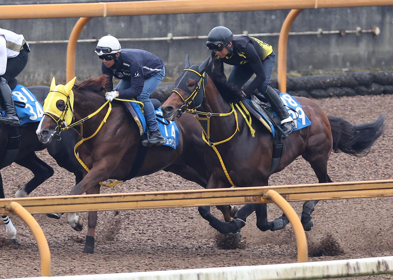 浜中騎手を背にCウッドを併せ馬で追い切るメイショウハリオ（左）（撮影・白石智彦）