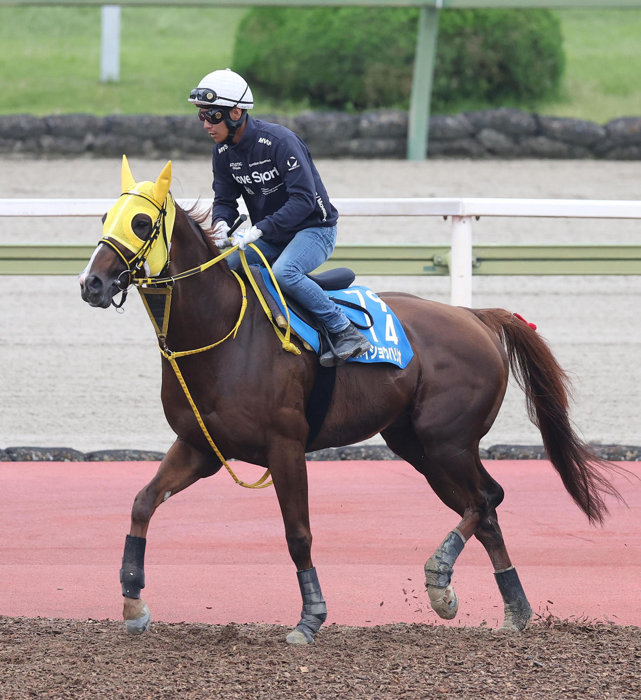 浜中騎手を背に馬場入りするメイショウハリオ（撮影・白石智彦）