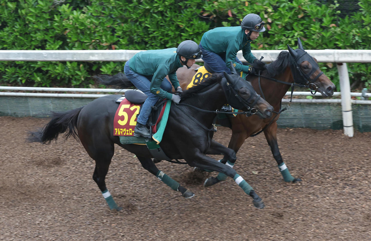 坂路併せ馬で追い切るアルマヴェローチェ（手前）