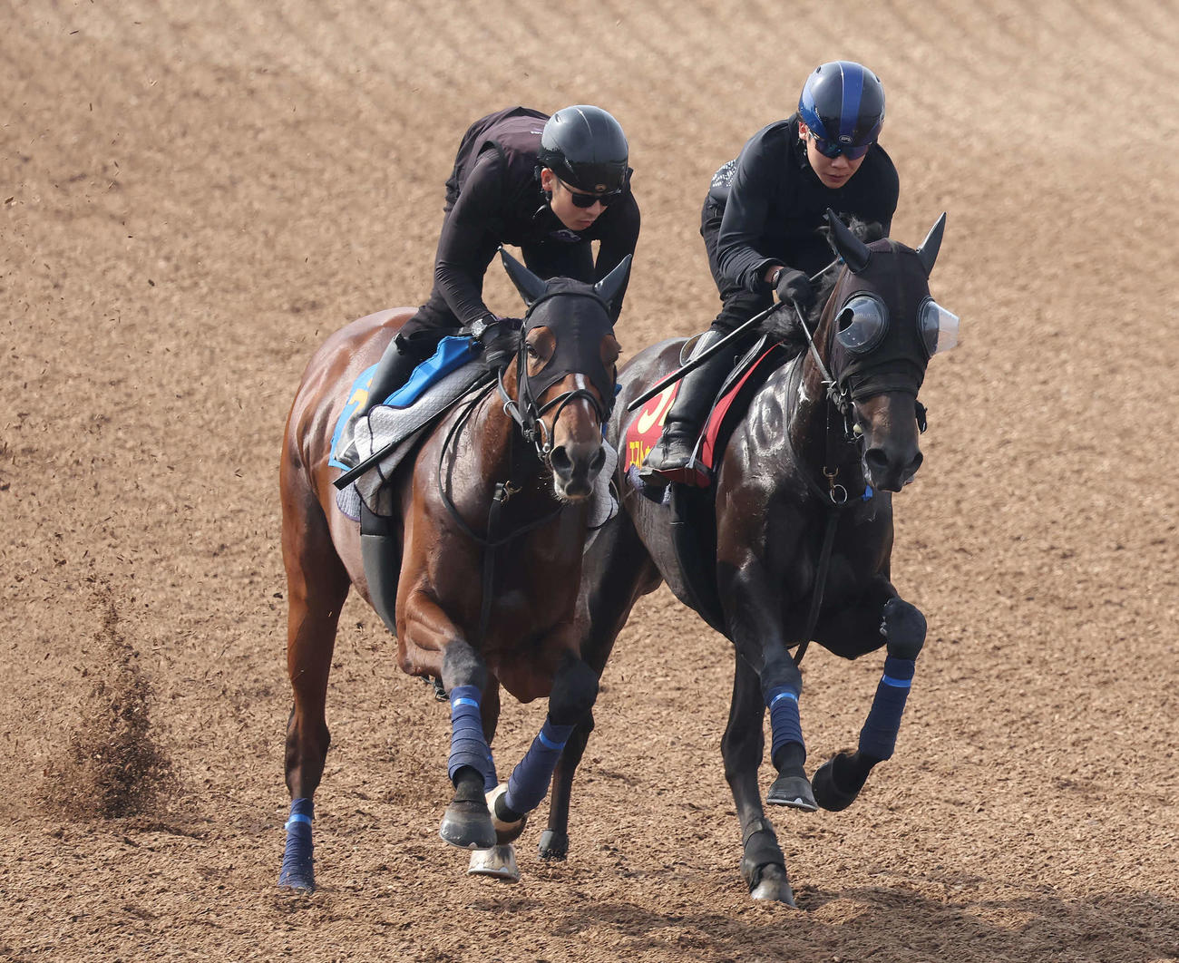 エストゥペンダ（右）は三浦騎手を背に美浦ウッドでリュクススティールと併せて追い切られた