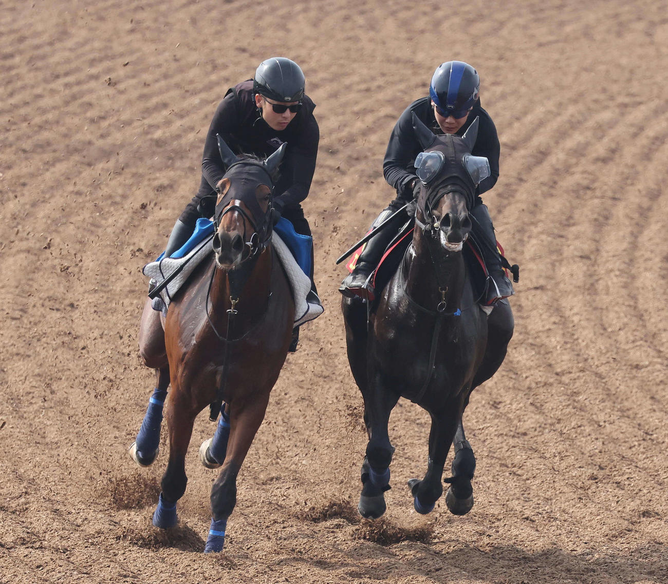 エストゥペンダ（右）は三浦騎手を背に美浦ウッドでリュクススティールと併せて追い切られた