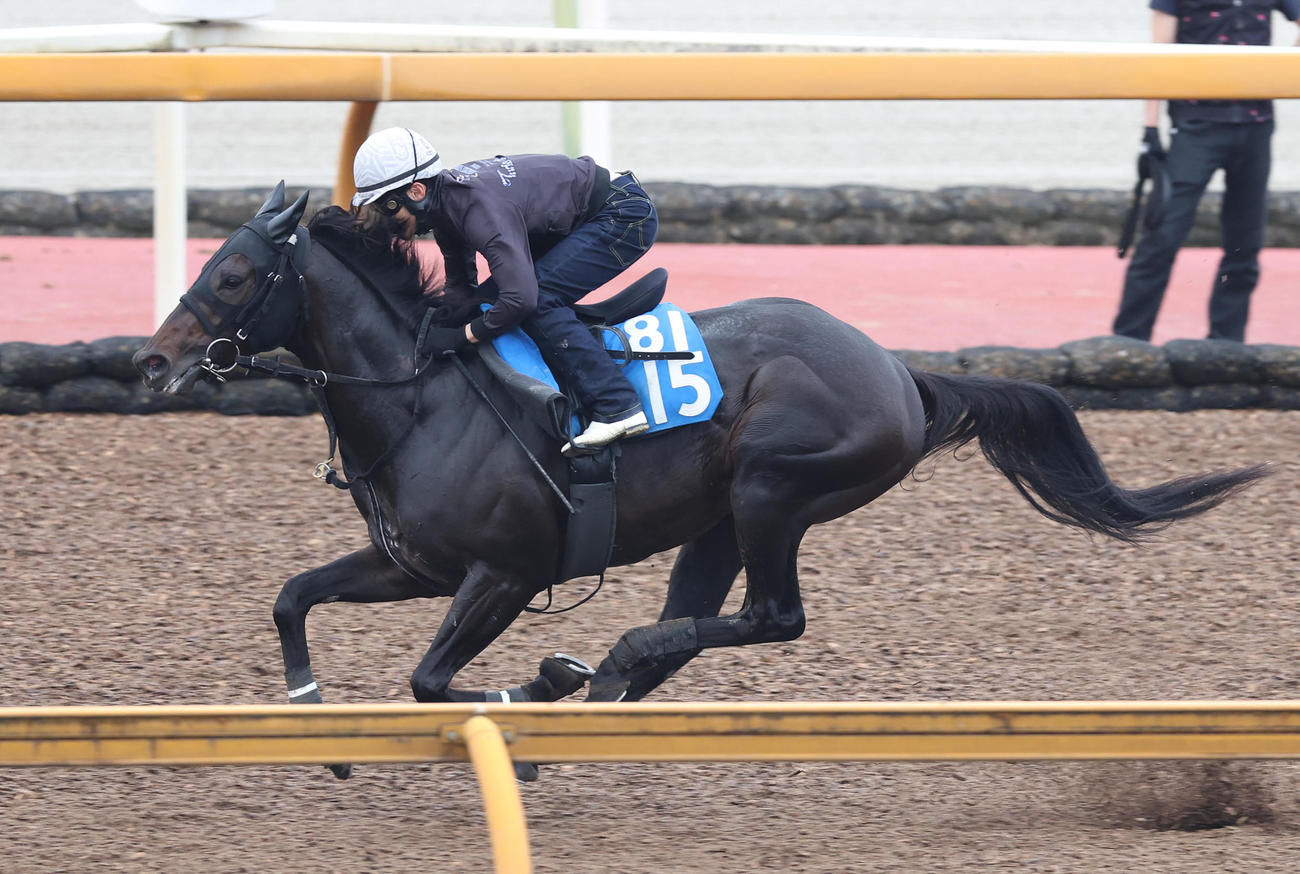 藤岡佑騎手を背にCウッドを単走で追い切るロードクロンヌ（2025年5月21日撮影）