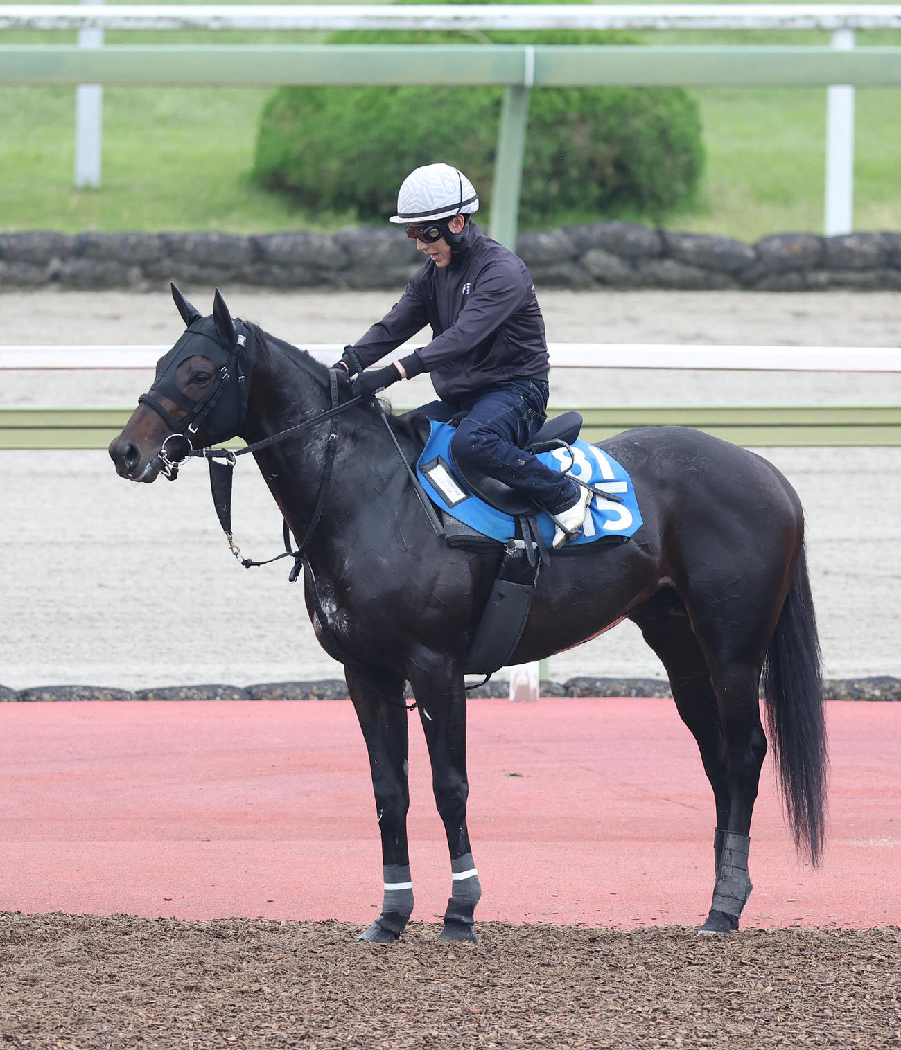 藤岡佑騎手を背に馬場入りするロードクロンヌ（2025年5月21日撮影）