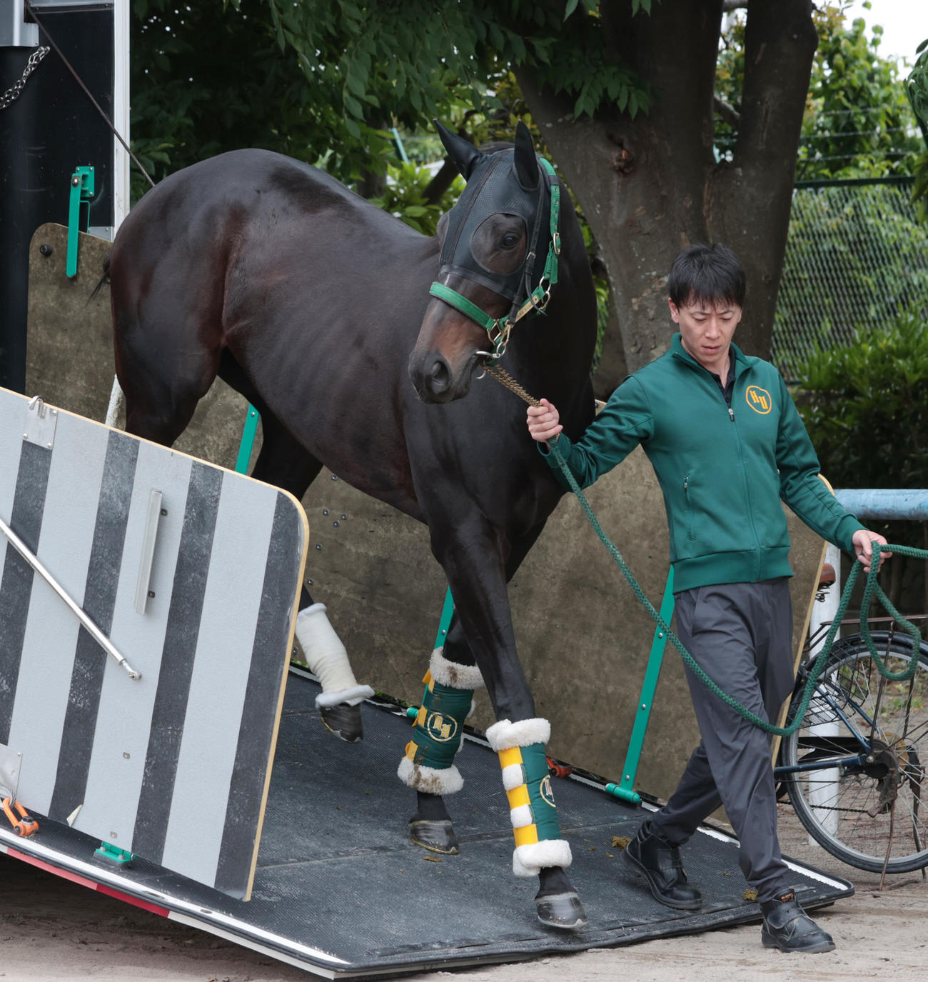 東京競馬場に到着したアルマヴェローチェ（撮影・柴田隆二）