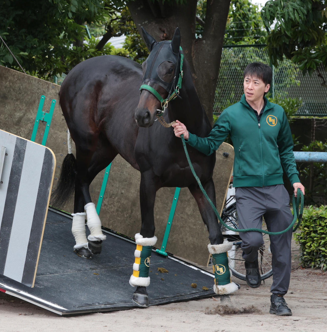 東京競馬場に到着したアルマヴェローチェ（撮影・柴田隆二）