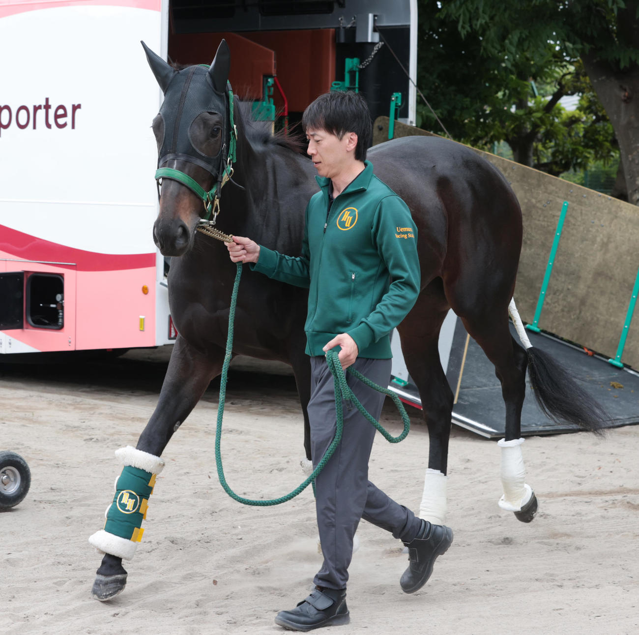 東京競馬場に到着したアルマヴェローチェ（撮影・柴田隆二）
