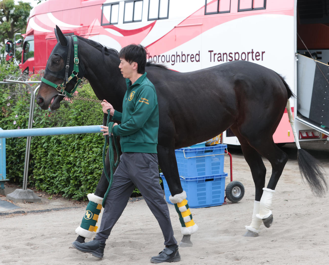 東京競馬場に到着したアルマヴェローチェ（撮影・柴田隆二）