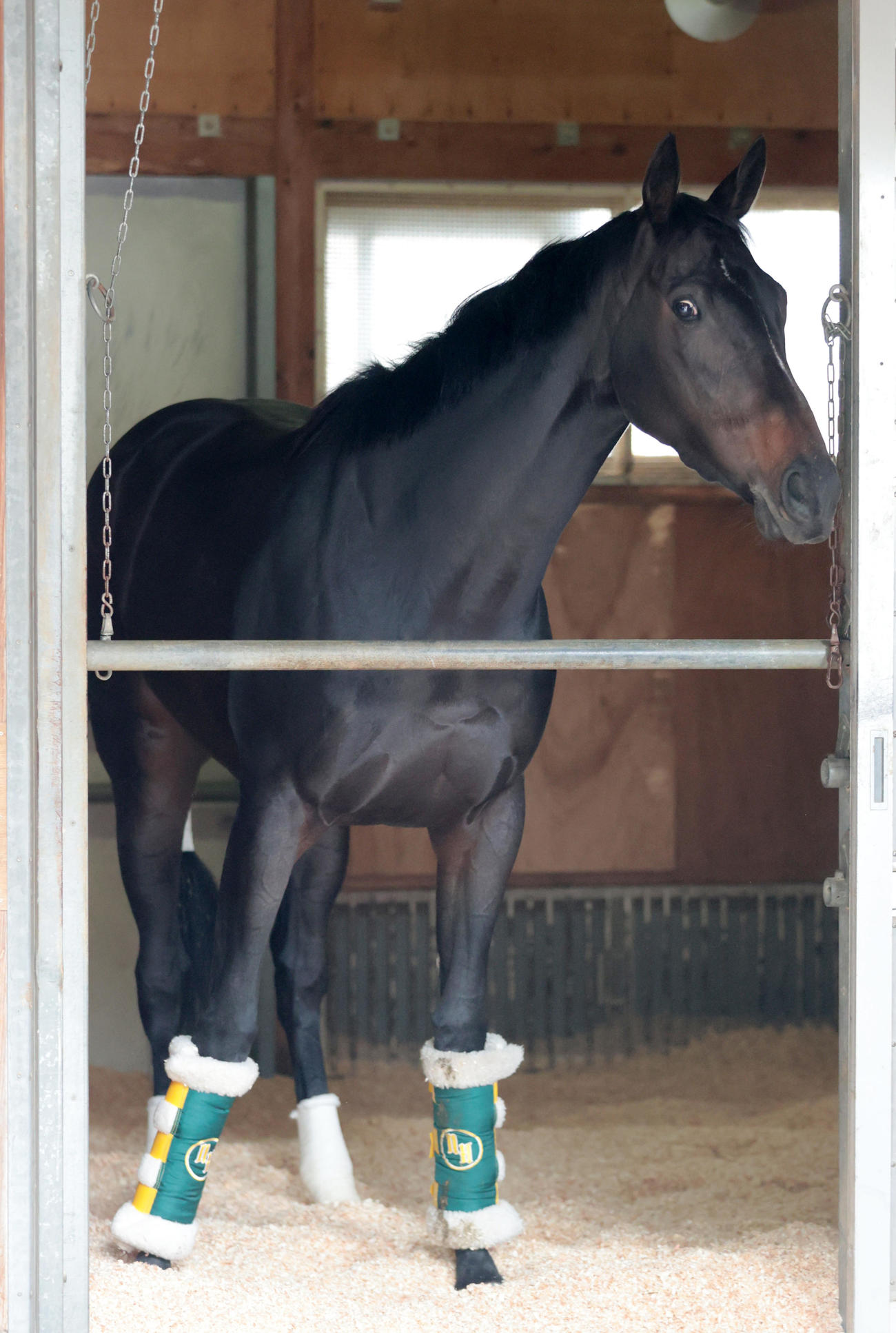 東京競馬場に到着し馬房で寛ぐアルマヴェローチェ（撮影・柴田隆二）