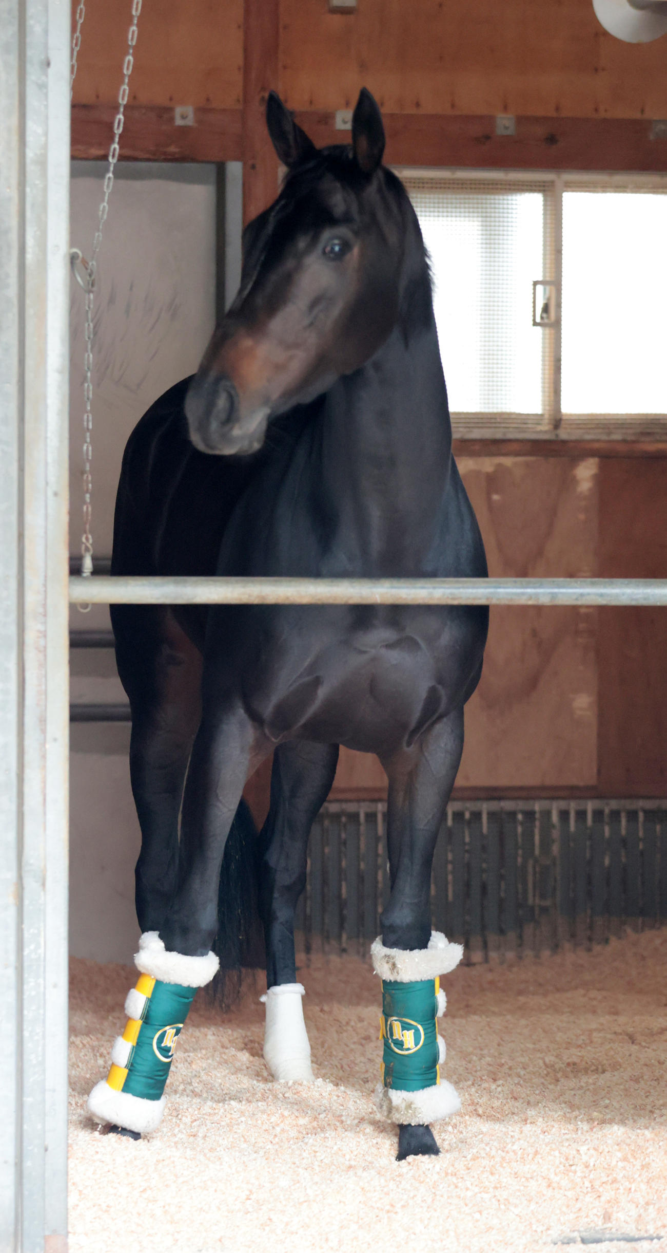 東京競馬場に到着し馬房で寛ぐアルマヴェローチェ（撮影・柴田隆二）