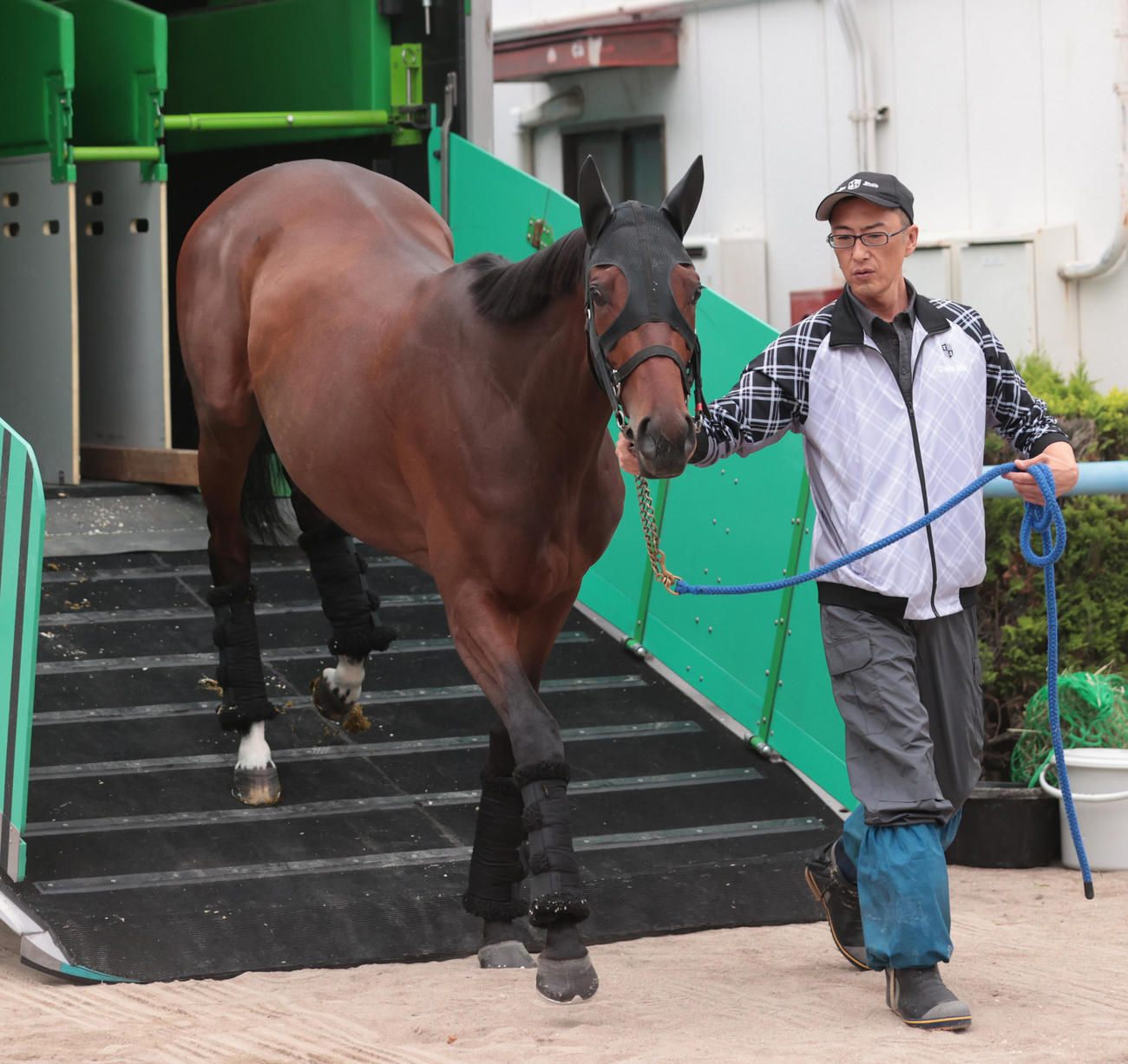 東京競馬場に到着したレーゼドラマ（撮影・柴田隆二）