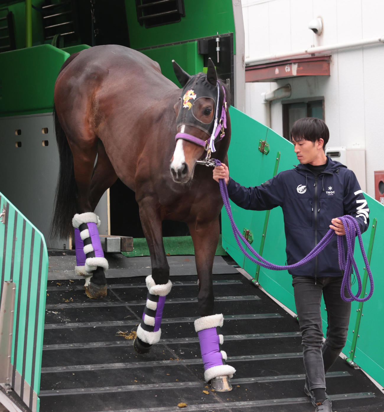 東京競馬場に到着したリンクスティップ（撮影・柴田隆二）