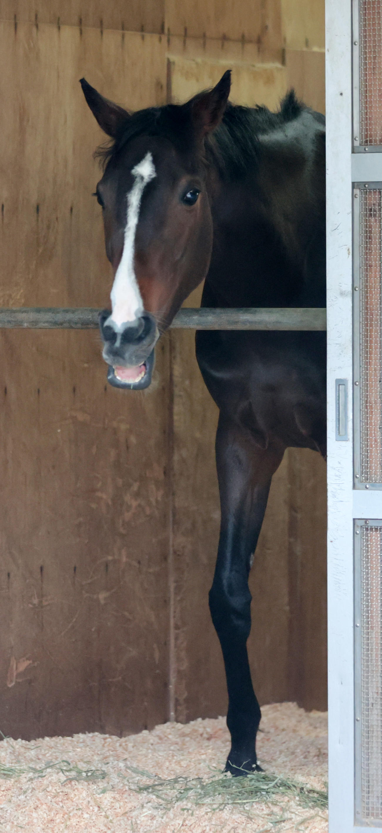 東京競馬場に到着し馬房でくつろぐリンクスティップ（撮影・柴田隆二）