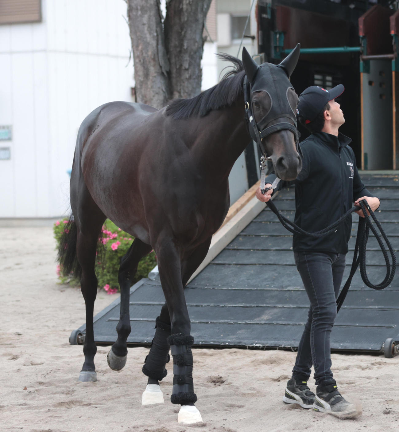 東京競馬場に到着したアイサンサン（撮影・柴田隆二）