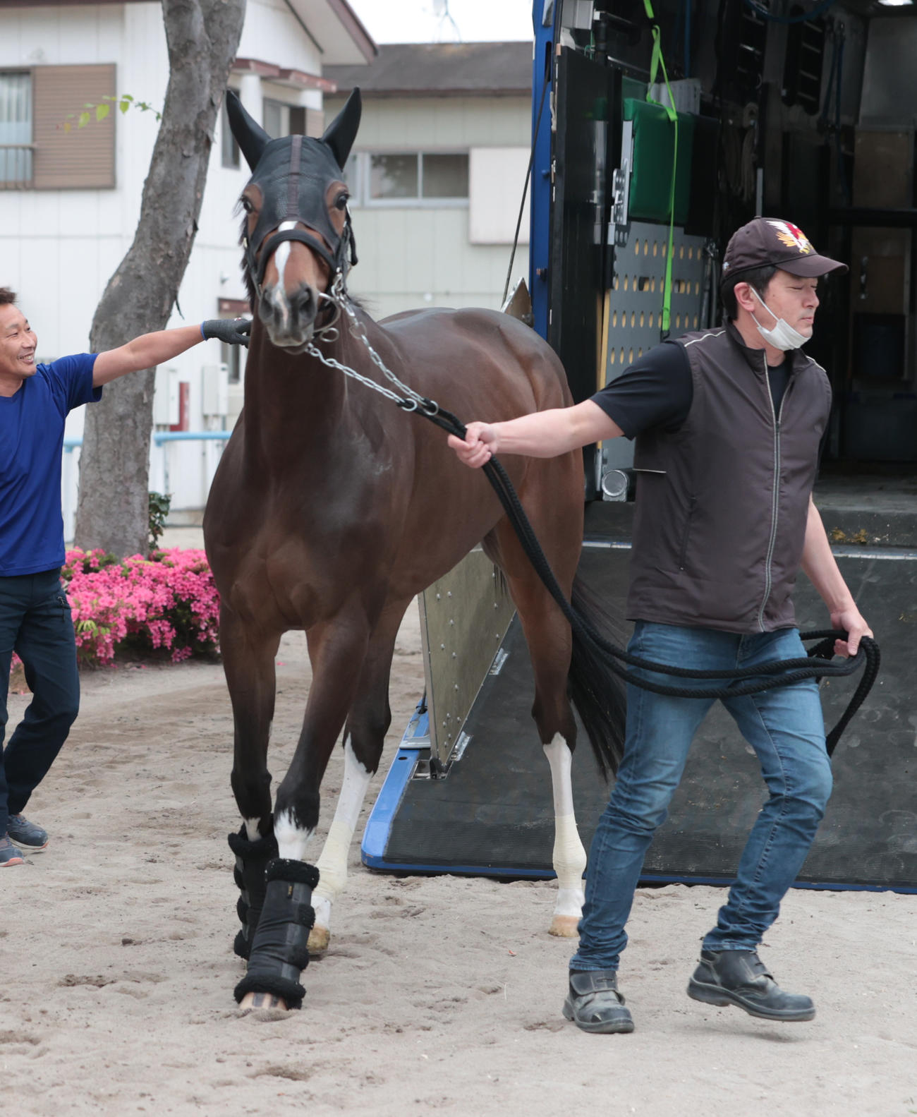 東京競馬場に到着したウィルサヴァイブ（撮影・柴田隆二）