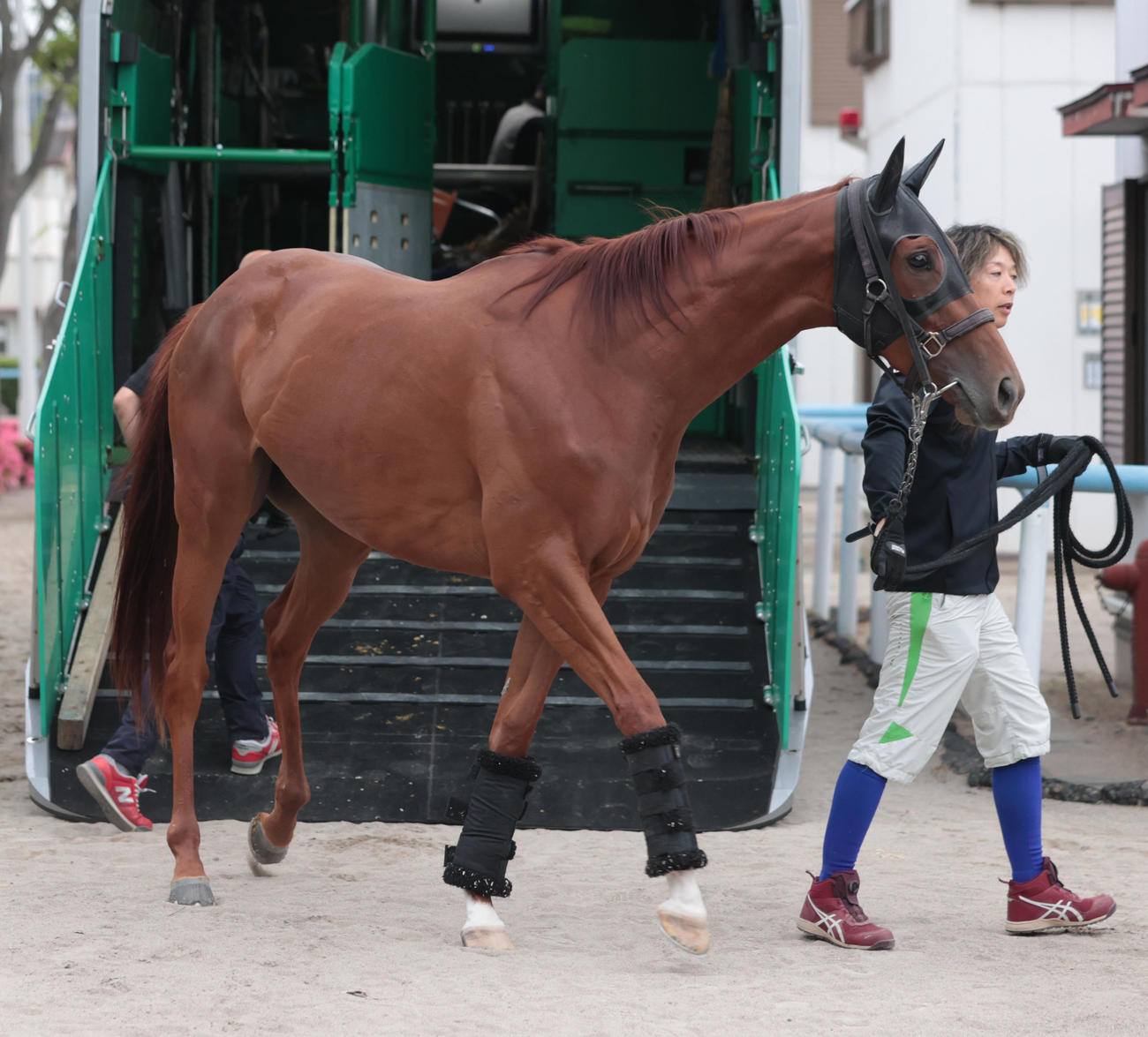 東京競馬場に到着したタガノアビー（撮影・柴田隆二）