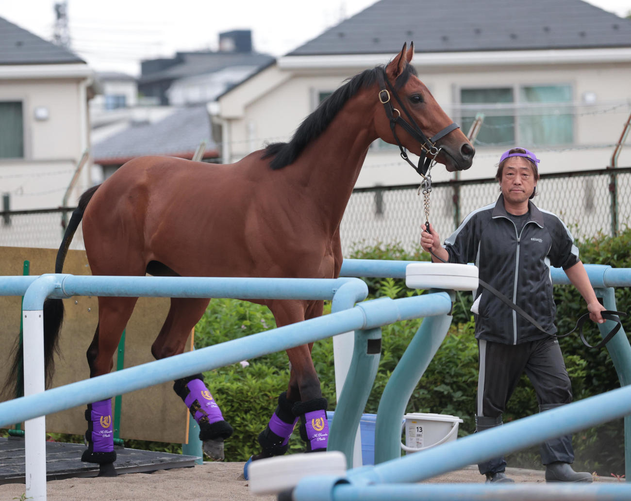 東京競馬場に到着したサヴォンリンナ（撮影・柴田隆二）