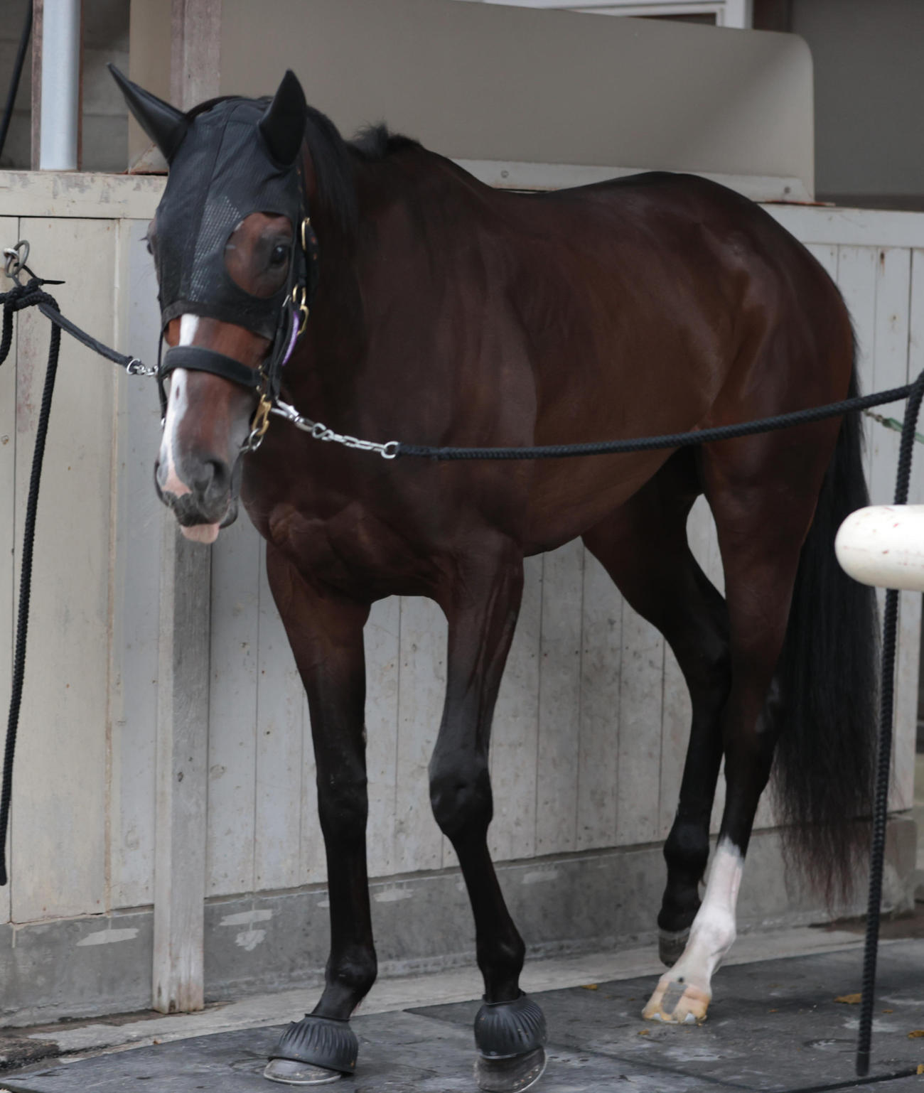 東京競馬場に到着したカムニャック（撮影・柴田隆二）