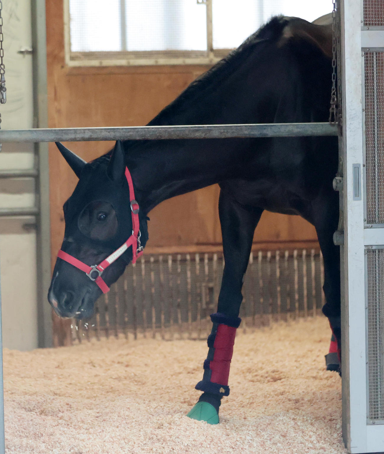 東京競馬場に到着したケリフレッドアスク（撮影・柴田隆二）