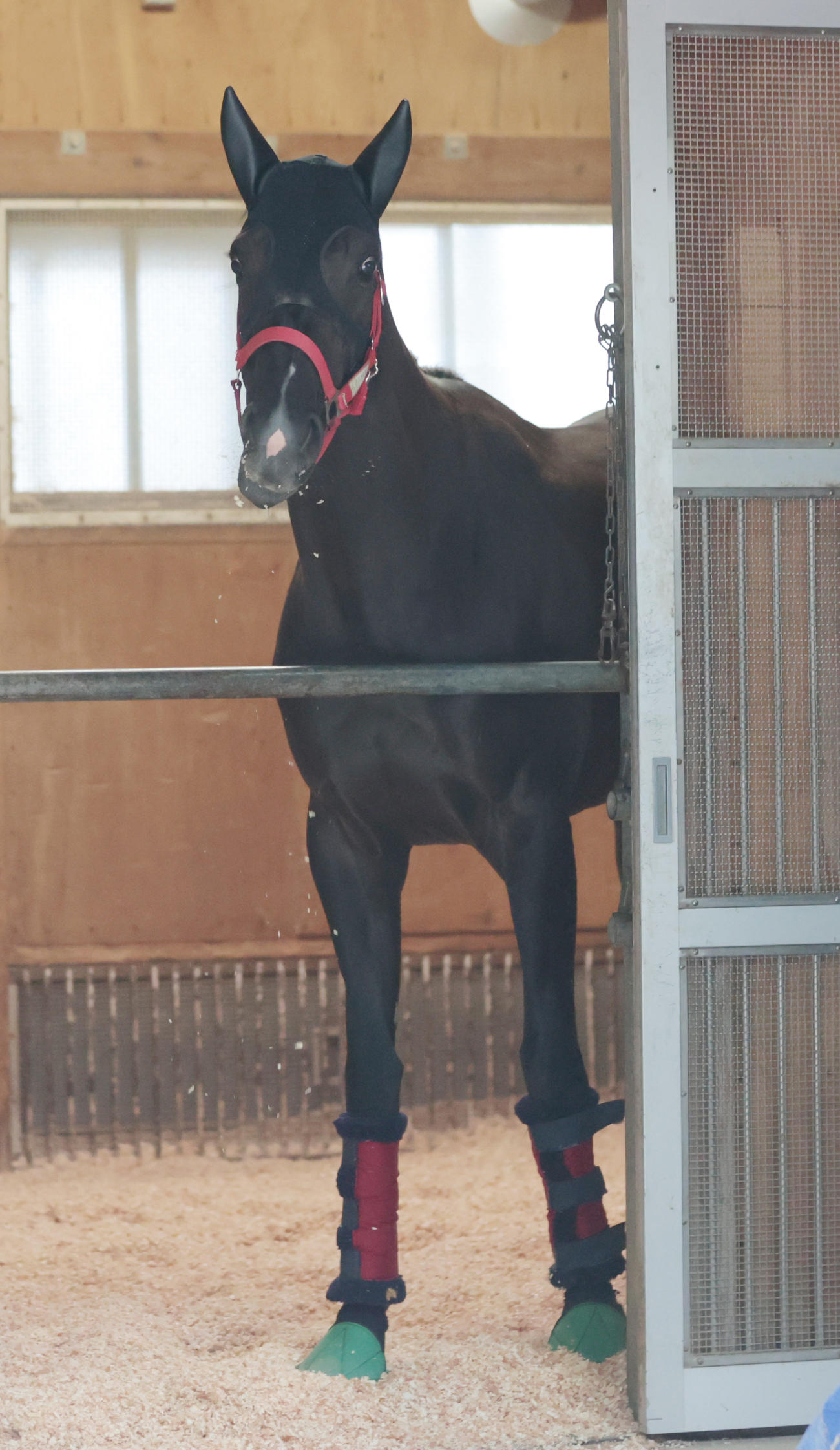 東京競馬場に到着したケリフレッドアスク（撮影・柴田隆二）
