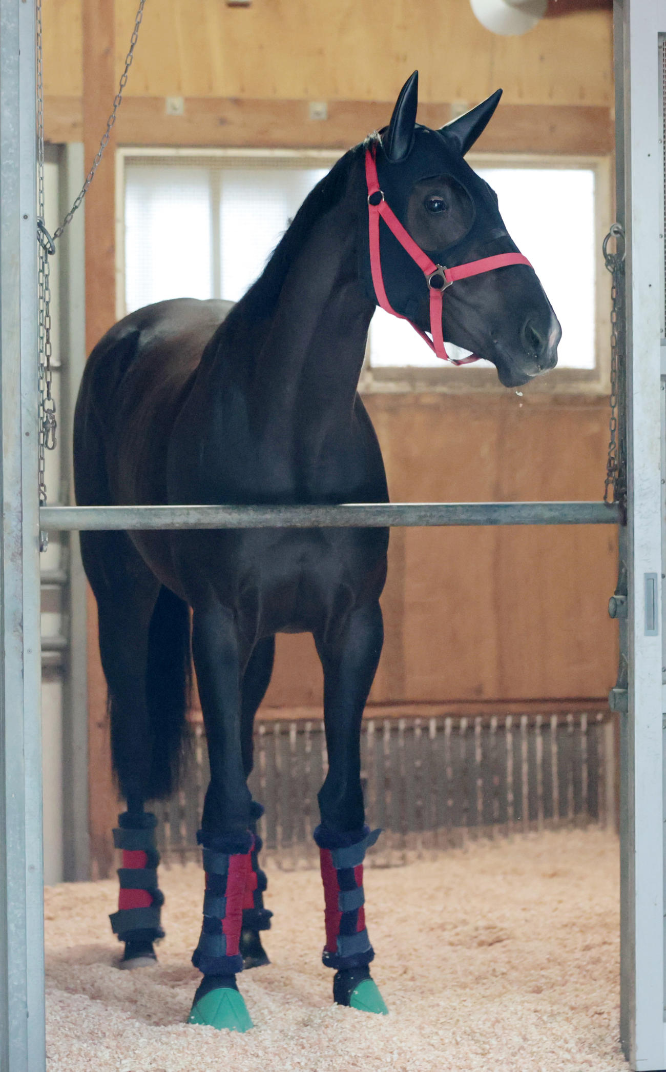 東京競馬場に到着したケリフレッドアスク（撮影・柴田隆二）