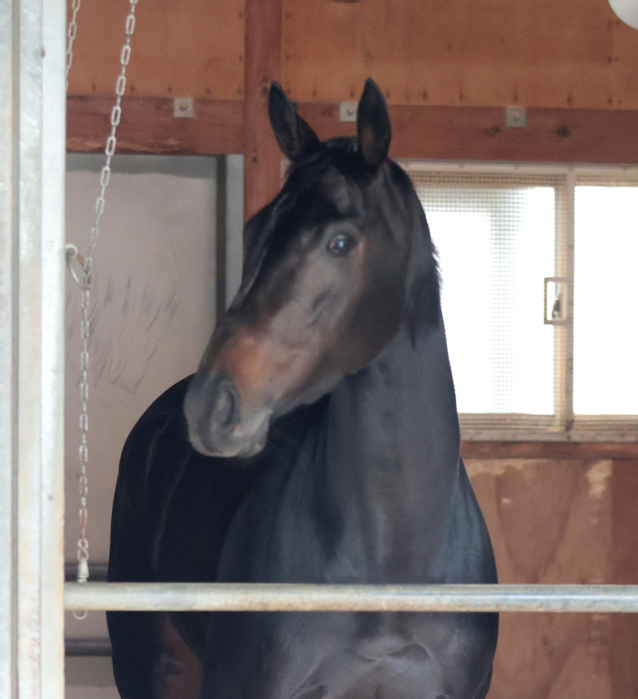 東京競馬場に到着し馬房でくつろぐアルマヴェローチェ（撮影・柴田隆二）