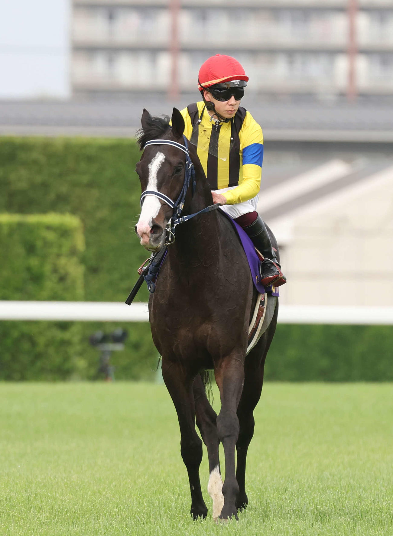 皐月賞3着のマスカレードボール