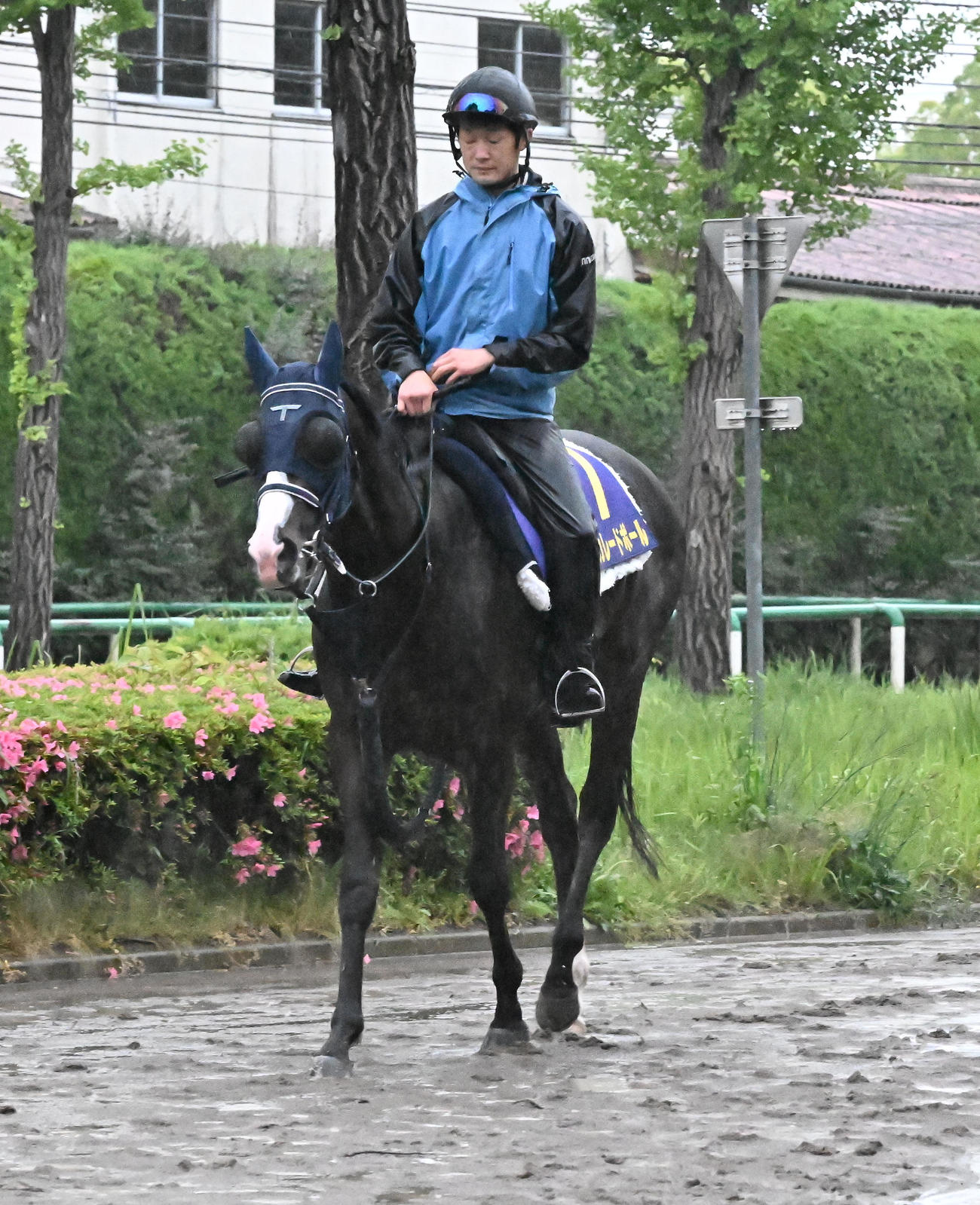 厩舎周りを運動するマスカレードボール（撮影・千葉一成）