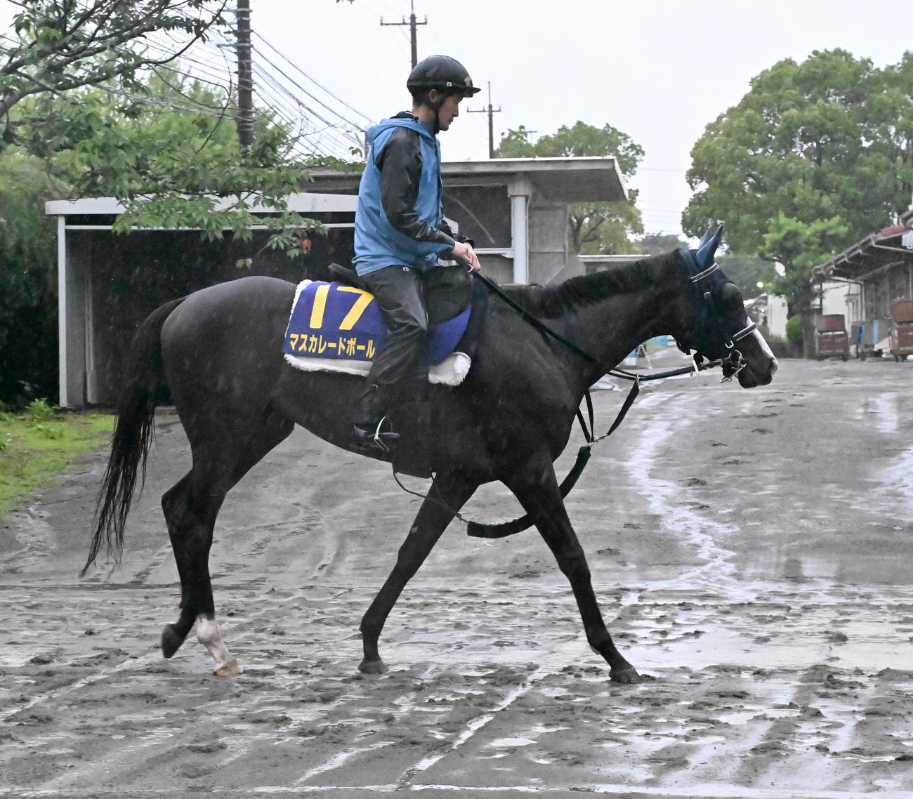 厩舎周りを運動するマスカレードボール（撮影・千葉一成）