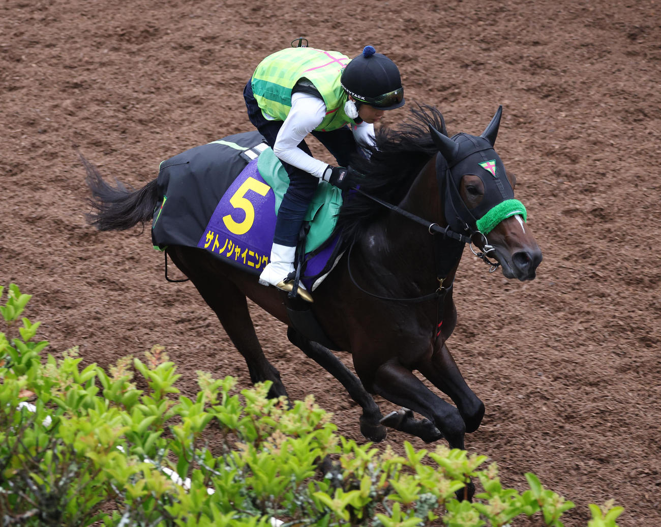坂路で追い切るサトノシャイニング（撮影・白石智彦）