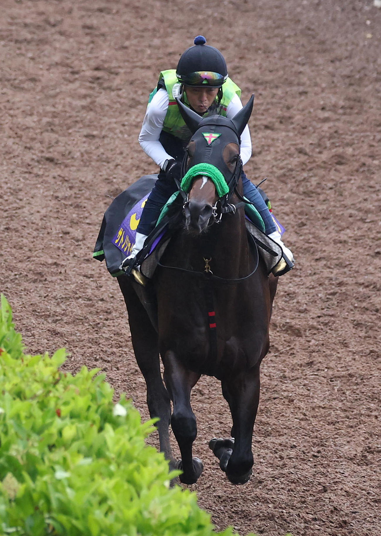 坂路で追い切るサトノシャイニング（撮影・白石智彦）
