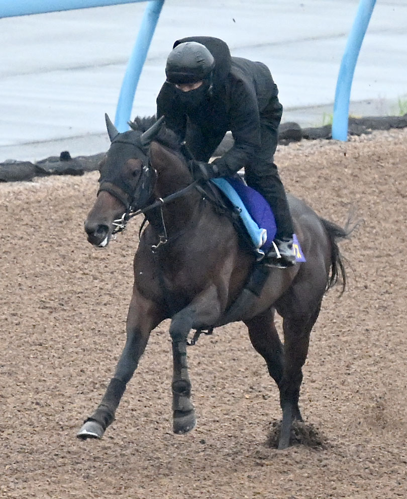 美浦ウッドを単走で追い切るカラマティアノス（撮影・千葉一成）
