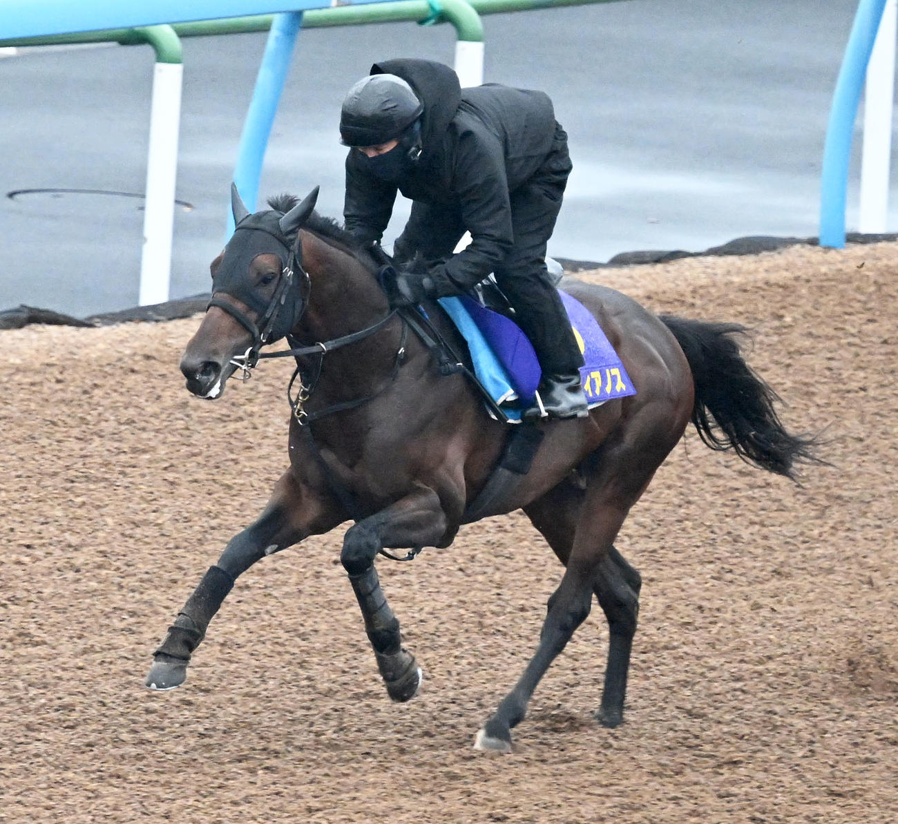 美浦ウッドを単走で追い切るカラマティアノス（撮影・千葉一成）