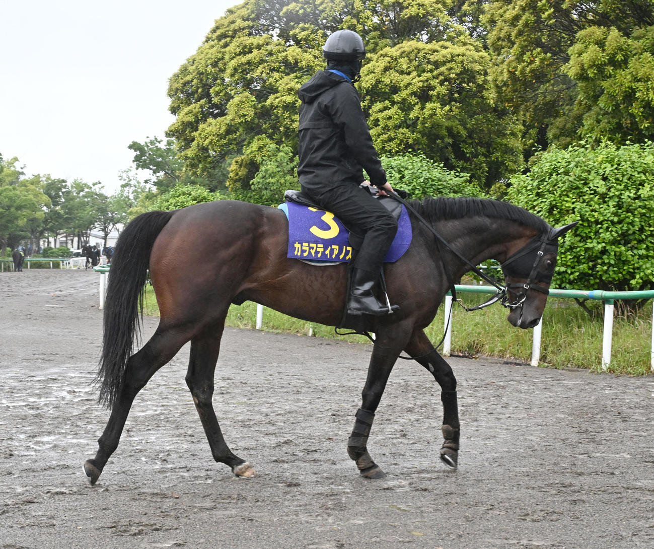 追い切りを終え、馬場を出るカラマティアノス（撮影・千葉一成）