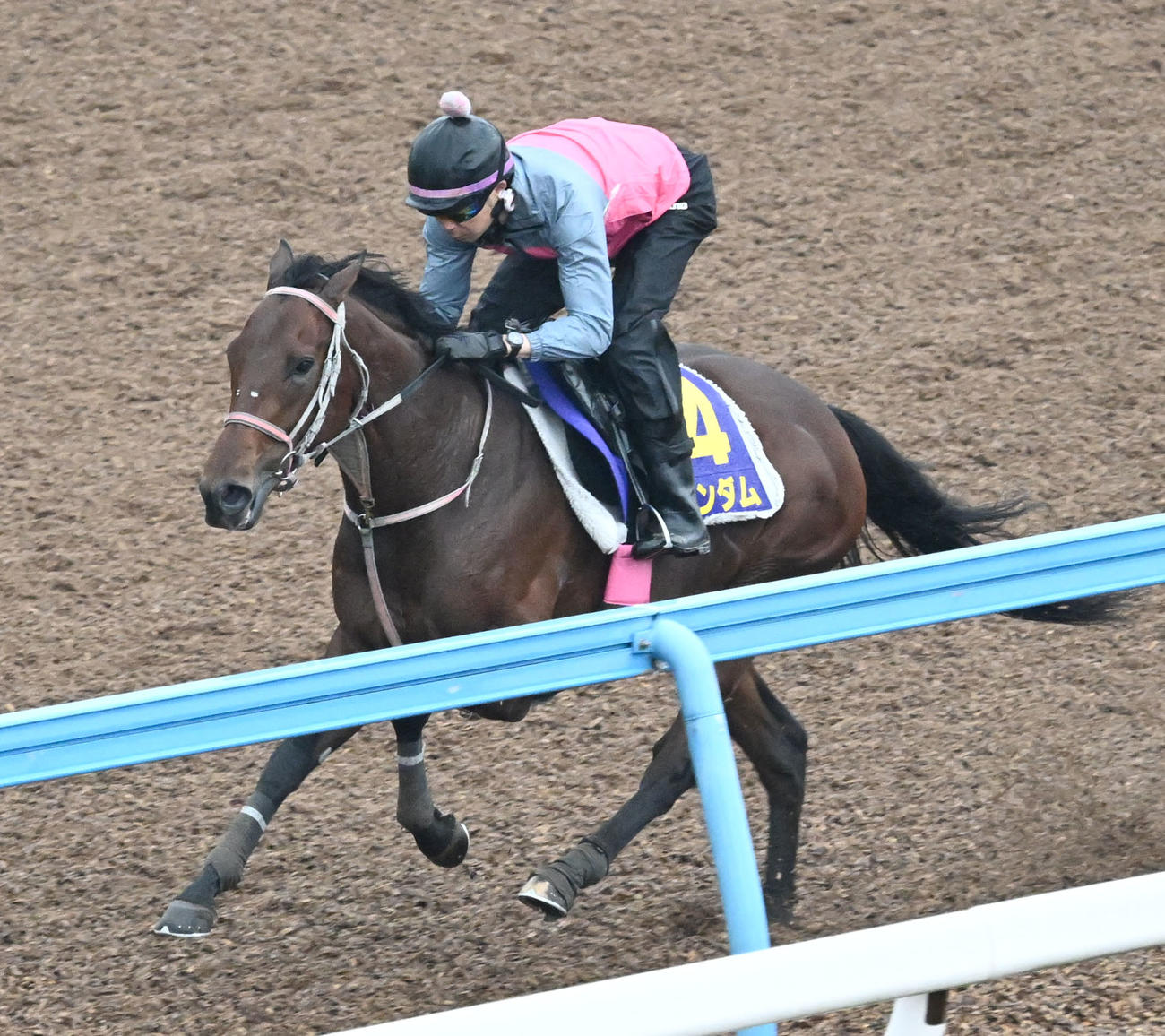 美浦ウッドを単走で追い切るファンダム（撮影・千葉一成）