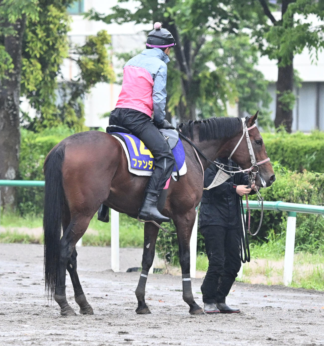 追い切りを終え、馬場を出るファンダム（撮影・千葉一成）