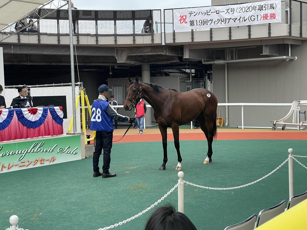 千葉セリで落札されたダンスグルーヴィの23