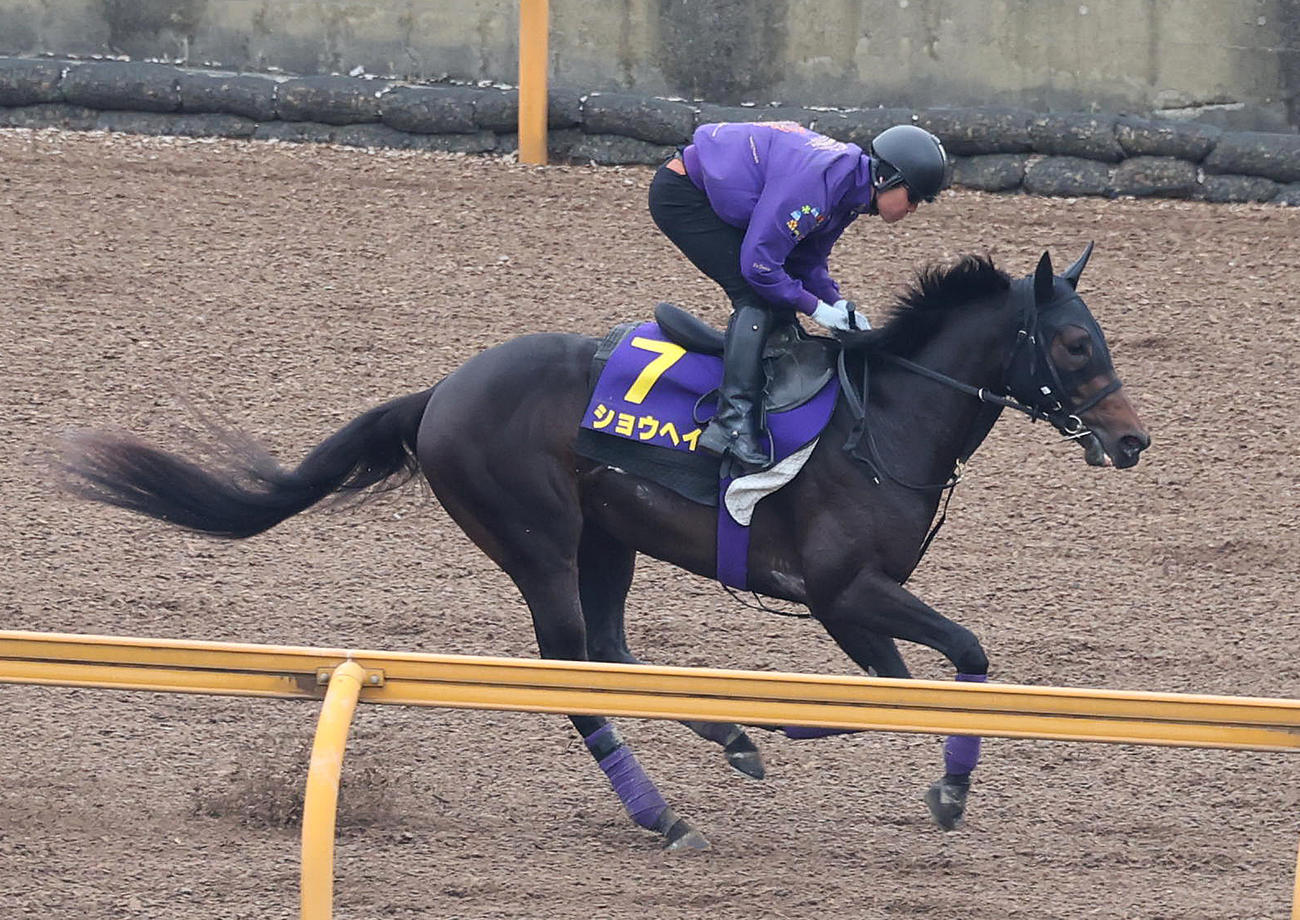 Cウッドでキャンター調整するショウヘイ（撮影・白石智彦）